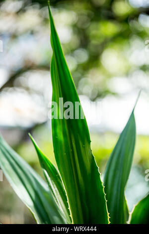 Agave americana, aloe verde con strisce gialle, foglie pattern Foto Stock