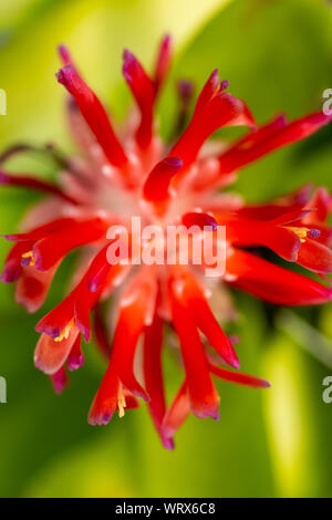 Bromeliad fiore in fiore nel giardino sfocate, close up e Marco shot Foto Stock