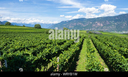 Incredibile paesaggio di vigneti del Trentino Alto Adige in Italia. La rotta del vino. Concorso naturale Foto Stock