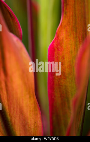 Ti pianta o foglie Cordyline Cordyline fruticosa, Cordyline Terminalis foglie rosse texture di sfondo, Close up & Macro shot Foto Stock