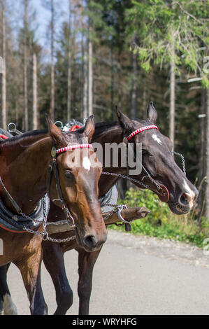 Ritratto di due cavalli. Due cavalli marrone sono valorizzati per un carrello. Foto di due cavalli su uno sfondo di foresta. Foto Stock