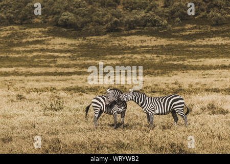 Paio di zebre nella savana su un safari in Kenya national park. L'armonia della natura. Amore Animali selvatici. Foto Stock