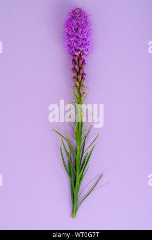 Unico Liatris splendido fiore. Foto Studio Foto Stock