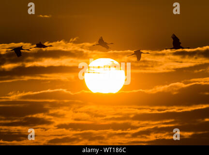 Lietzen, Germania. Decimo Sep, 2019. Gru (grus grus) volare al tramonto lungo il cielo. Gli uccelli migratori sono attualmente la raccolta su vasti campi nell est del Brandeburgo per il loro viaggio verso le zone di svernamento nel sud dell'Europa. Poiché gli inverni in Germania sono sempre più mite e più mite, molte delle gru a stare qui con noi. Credito: Patrick Pleul/dpa-Zentralbild/ZB/dpa/Alamy Live News Foto Stock