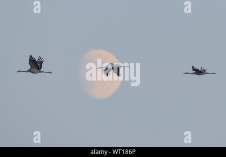 Lietzen, Germania. Decimo Sep, 2019. Gru (grus grus) volare nel cielo prima che la luna che sorge. Gli uccelli migratori sono attualmente la raccolta su vasti campi nell est del Brandeburgo per il loro viaggio verso le zone di svernamento nel sud dell'Europa. Poiché gli inverni in Germania sono sempre più mite e più mite, molte delle gru a stare qui con noi. Credito: Patrick Pleul/dpa-Zentralbild/dpa/Alamy Live News Foto Stock