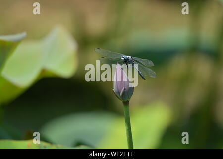 Dragon Fly arrestato su una Lotus Foto Stock
