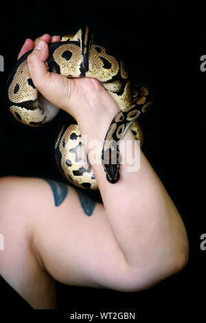 Mani femminili con Royal Python snake. La donna mantiene la sfera Python snake in mani. Exotic Tropical a sangue freddo animale rettile, Python regius snake. Foto Stock