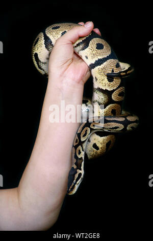 Mani femminili con Royal Python snake. La donna mantiene la sfera Python snake in mani. Exotic Tropical a sangue freddo animale rettile, Python regius snake. Foto Stock