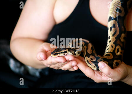 Mani femminili con Royal Python snake. La donna mantiene la sfera Python snake in mani. Exotic Tropical a sangue freddo animale rettile, Python regius snake. Foto Stock
