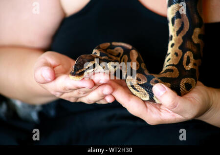Mani femminili con Royal Python snake. La donna mantiene la sfera Python snake in mani. Exotic Tropical a sangue freddo animale rettile, Python regius snake. Foto Stock