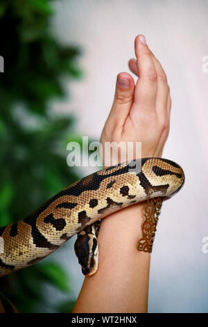 Mani femminili con Royal Python snake. La donna mantiene la sfera Python snake in mani con gioielli. Exotic Tropical a sangue freddo animale rettile, Python regius. Foto Stock