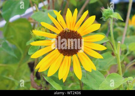 Luminoso giallo girasole in piena fioritura Foto Stock