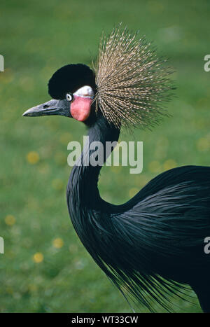 Nero- o West African Crowned Crane (pavonina Balearica pavonina) Foto Stock