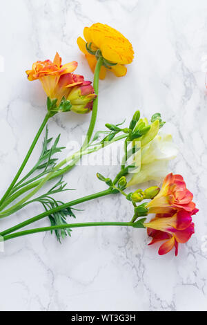 Flatlay con rosso e arancio fresia fiori su Sfondo marmo Foto Stock