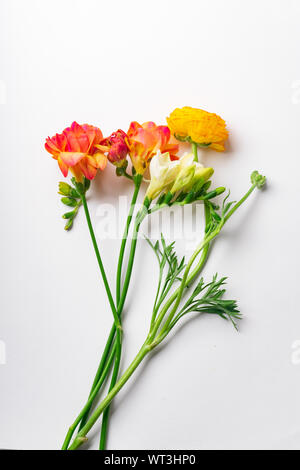 Flatlay con rosso e arancio fresia Fiori su fondo bianco con spazio di copia Foto Stock
