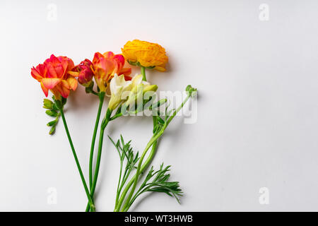 Flatlay con rosso e arancio fresia Fiori su fondo bianco con spazio di copia Foto Stock