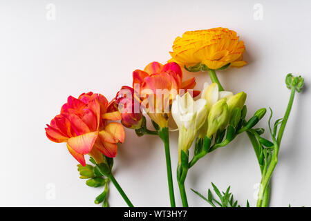 Flatlay con rosso e arancio fresia Fiori su fondo bianco con spazio di copia Foto Stock