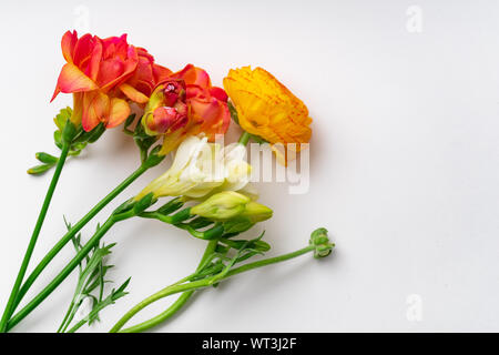 Flatlay con rosso e arancio fresia Fiori su fondo bianco con spazio di copia Foto Stock