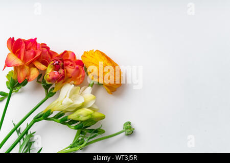 Flatlay con rosso e arancio fresia Fiori su fondo bianco con spazio di copia Foto Stock