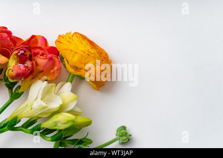 Flatlay con rosso e arancio fresia Fiori su fondo bianco con spazio di copia Foto Stock