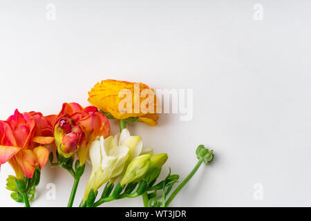 Flatlay con rosso e arancio fresia Fiori su fondo bianco con spazio di copia Foto Stock