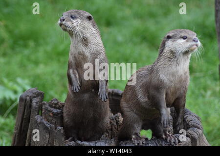 Oriental piccoli artigli lontre Foto Stock