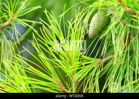 Giovani verde di pini cono su uno sfondo verde chiaro di aghi di spine di un pino mediterraneo, closeup, copyspace per il testo. Foto Stock