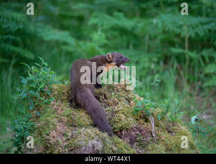 Martora (Martes martes), Morvern Scozia Scotland Foto Stock