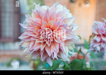 Una dalia cresce in un giardino in un tardo pomeriggio Foto Stock