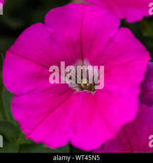 Una macro shot di una petunia rosa bloom. Foto Stock