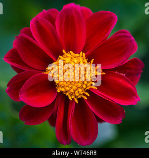 Una ripresa macro di un colore rosso scuro Dahlia Fiore con un centro di colore giallo. Foto Stock