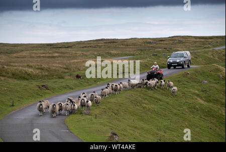 Coltivatore su di una moto quad raduno swaledale pecore off brughiera, portandoli verso il basso una sola via strada. Cumbria, Regno Unito. Foto Stock