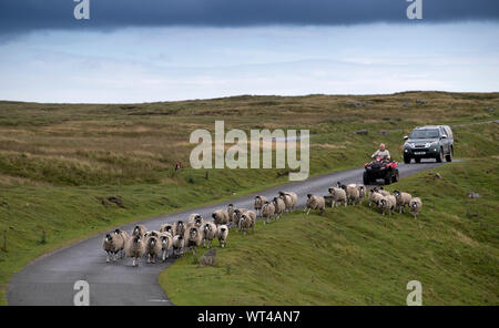 Coltivatore su di una moto quad raduno swaledale pecore off brughiera, portandoli verso il basso una sola via strada. Cumbria, Regno Unito. Foto Stock