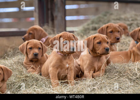 Fox red labrador cuccioli, circa 8 settimane, nel capannone di fattoria. Cumbria, Regno Unito. Foto Stock