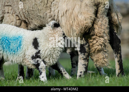 Coppia di gemelli lattanti di agnelli una pecora. North Yorkshire, Regno Unito. Foto Stock