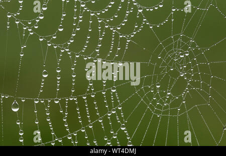 In prossimità di una ragnatela coperta in gocce di rugiada su un croccante di mattina di primavera. Yorkshire, Regno Unito. Foto Stock