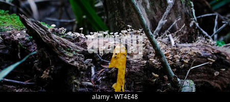 Di piccole dimensioni e di colore bianco di funghi che crescono su una foresta pluviale morto tronco di albero, Cape Tribulation National Park, Queensland, Australia Foto Stock
