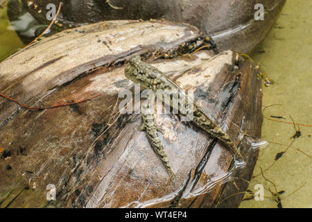 Mudskipper con bambino su una noce di cocco in le mangrovie, Cape Tribulation National Park, Queensland, Australia Foto Stock