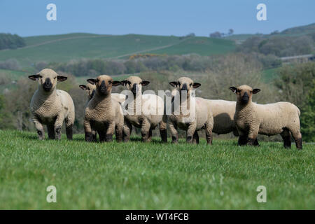 Hampshire Down agnelli ram in un campo vicino a Kendal, Cumbria, Regno Unito. Foto Stock