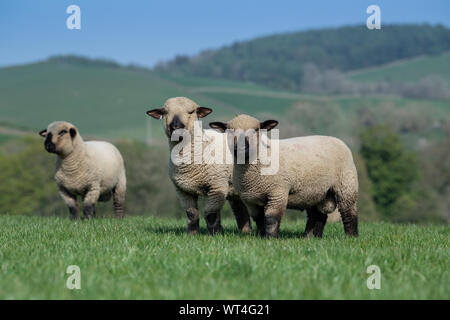 Hampshire Down agnelli ram in un campo vicino a Kendal, Cumbria, Regno Unito. Foto Stock