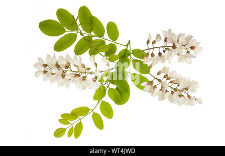 Ramo di Acacia con fiori isolati su bianco Foto Stock