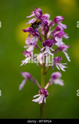 Hybrid wild orchid tra militari e di orchidee Lady Orchid (Orchis militaris x purpurea), Belgio. Foto Stock