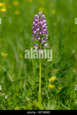 Orchidea militare, (Orchis militaris), orchidea selvatica in un prato in Belgio. Foto Stock