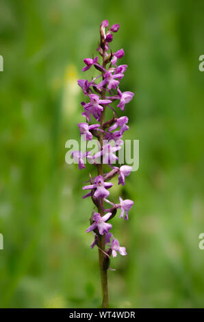 Nella nebbia o marsh orchid fragrante (Gymnadenia conopsea) orchidea selvatica in un prato. Il Limburgo, Paesi Bassi. Foto Stock