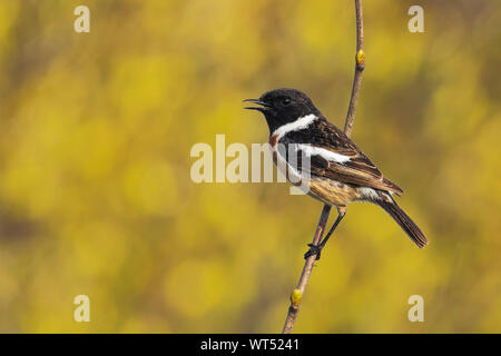 Stonechat uccello maschio, Saxicola rubicola, close-up al sole del mattino Foto Stock