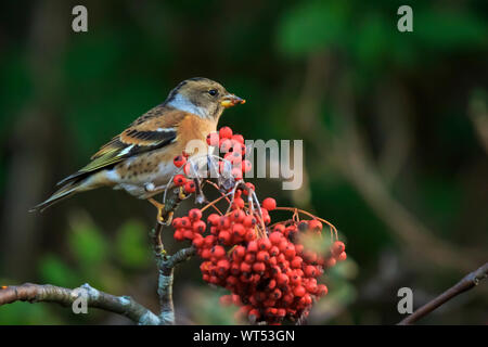 Primo piano di un uccello brambling, Fringilla montifringilla, d'inverno il piumaggio di colore arancione alimentazione bacche di Sorbus aucuparia, chiamato anche Rowan e mountain-come Foto Stock