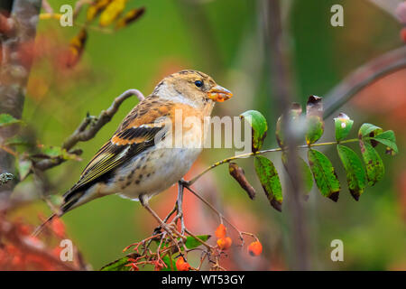 Primo piano di un maschio di uccello brambling, Fringilla montifringilla, d'inverno il piumaggio di colore arancione alimentazione bacche di Sorbus aucuparia, chiamato anche Rowan e mounta Foto Stock
