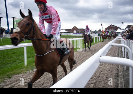 Vincendo i cavalli da corsa testa a parade ring presso il famoso festival di Cheltenham. Nel Regno Unito il premier nazionale gara di suoneria incontro. Foto Stock