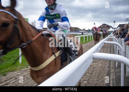 Vincendo i cavalli da corsa testa a parade ring presso il famoso festival di Cheltenham. Nel Regno Unito il premier nazionale gara di suoneria incontro. Foto Stock