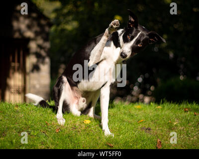 Sheep Dog Collie accattonaggio e guardando la fotocamera in un parco all'aperto Foto Stock